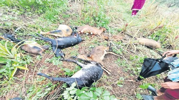 కుమ్మేసిన వాన