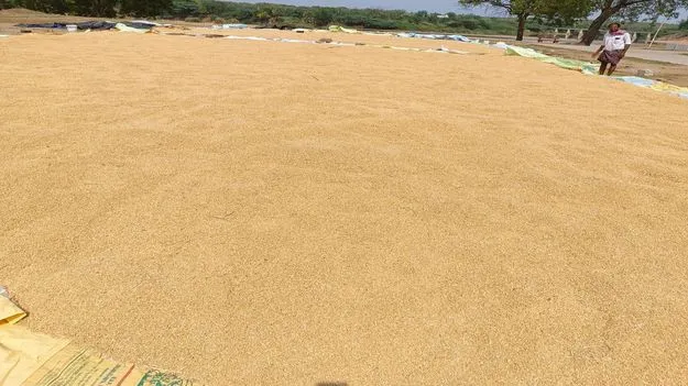 ధాన్యం.. దైన్యం