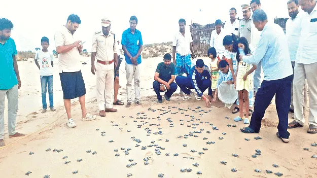 Olive Ridley:  చిట్టి చిట్టి అడుగులతో..