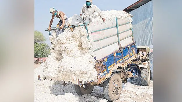 Cotton MSP: 35 లక్షల క్వింటాళ్లు.. రూ. 175 కోట్లు