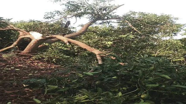 నేలరాలిన ఆశలు