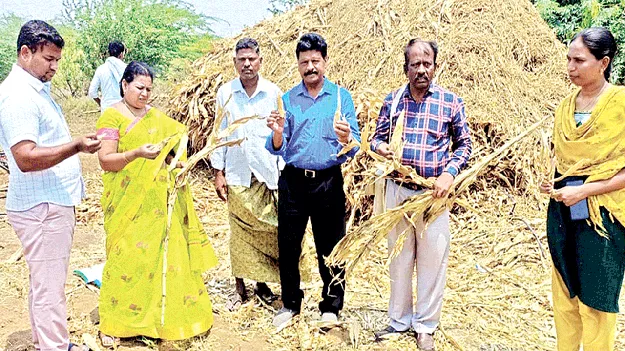 నకిలీ మొక్కజొన్న విత్తనాలతో మోసం  