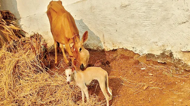 అపురూపం.. ఈ మూగజీవుల బంధం