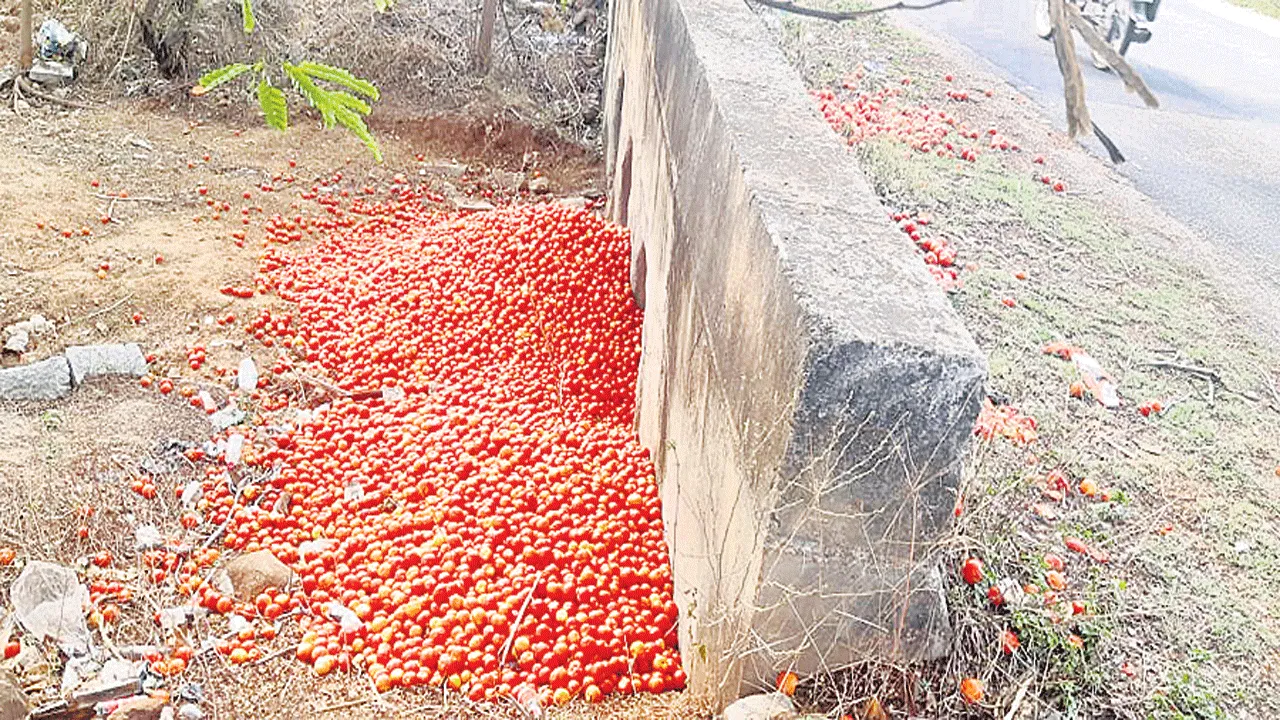 కుదేలవుతోన్న టమోటా రైతు 