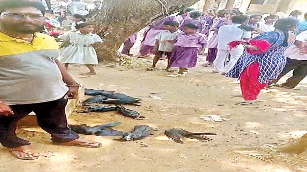 పక్షులేం చేశాయి పాపం?