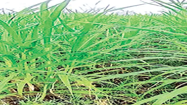 పశుగ్రాసానికి నిధులు