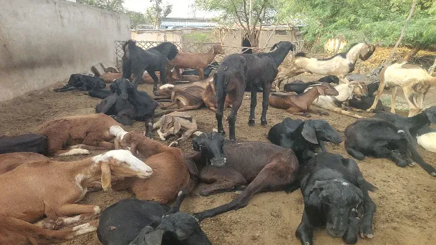 మూగరోదన.. రైతు ఆక్రందన