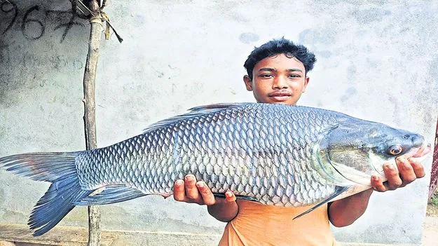 మత్స్యకారుల వలలో భారీ చేపలు