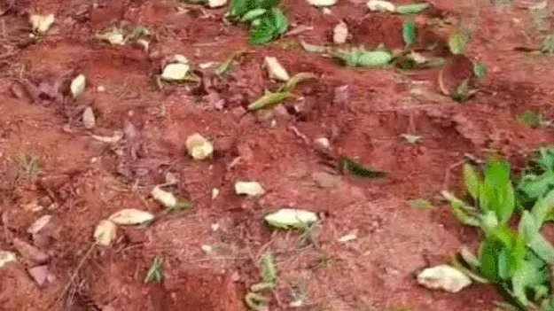 ఏనుగుల మందతో రైతుల భయాందోళన