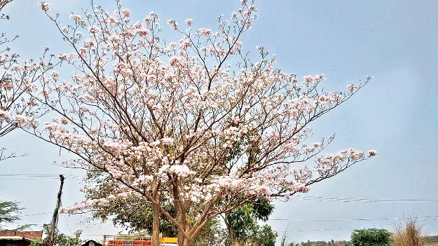 ఆకుల్లేవ్‌.. అన్నీ పూలే..