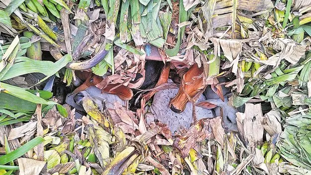 అరటి గెలల కింద గోవుల అక్రమ రవాణా 