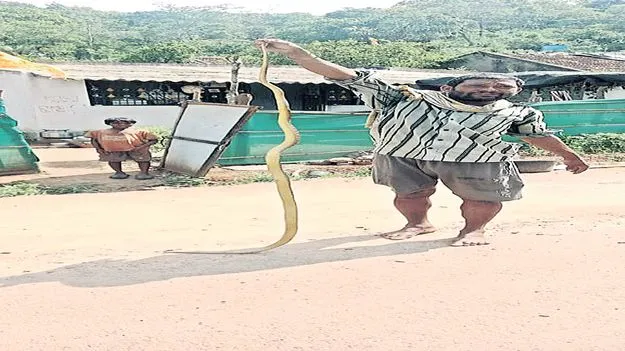 12 అడుగుల నాగపాము హల్‌చల్‌