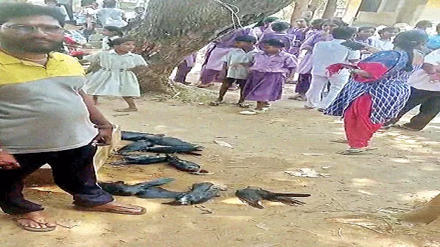 విషప్రయోగమేనా?