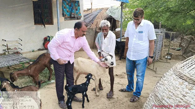 జలగ రోగంతోనే మేకలు, గొర్రెలు మృత్యువాత
