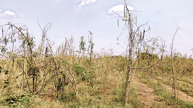 ముంచిన మునగ