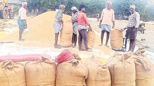 దిగజారుతున్న ధాన్యం ధరలు