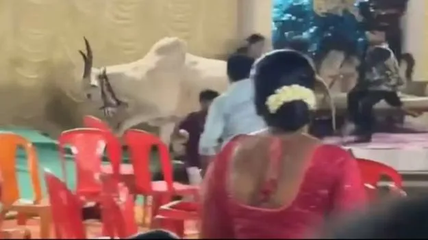 Bull Chaos at Wedding: పెళ్లిలో మహిళ నిర్వాకం.. ఎద్దు రెచ్చిపోయేసరికి ప్రమాదంలో పడ్డ అతిథులు..