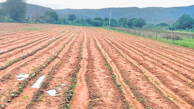 పత్తి సాగుకు ప్రతికూల పరిస్థితులు 