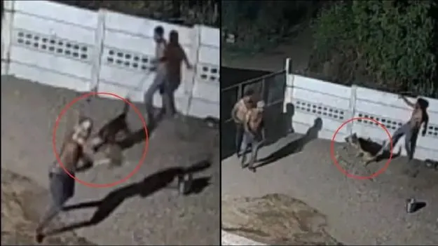 German Shepard Saves Owner: ఇందుకే కుక్కను పెంచుకోవాలనేది.. ఈ వీడియో చూస్తే షాకైపోవాల్సిందే