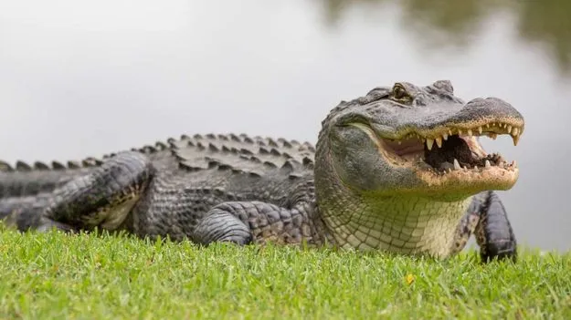 Woman Battles Alligator: మొసలితో మహిళ యుద్ధం! దాని వీపు మీదెక్కి భీకర పోరాటం