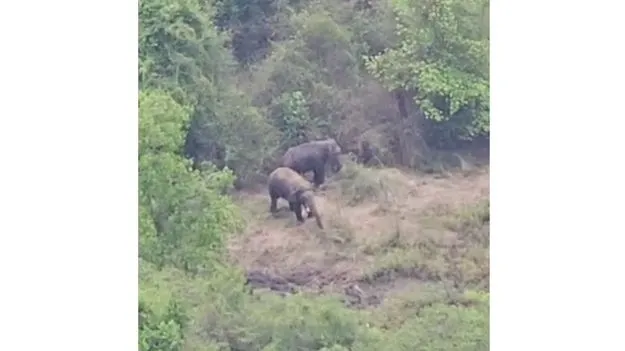 ఏనుగుల హల్‌చల్‌