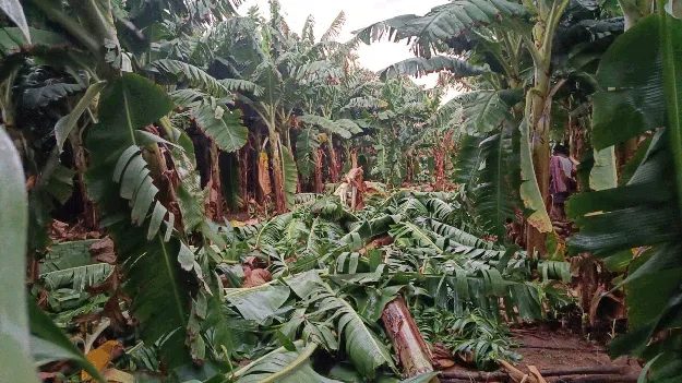 ఈదురు గాలులకు నేలవాలిన అరటితోటలు 