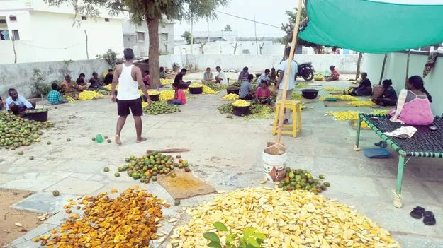 మామిడి ఒరుగు.. సంపాదన మెరుగు