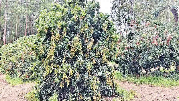 లిచి సాగుకు మన్యం అనుకూలం