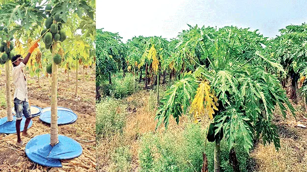 లాభాల‘పాలు’