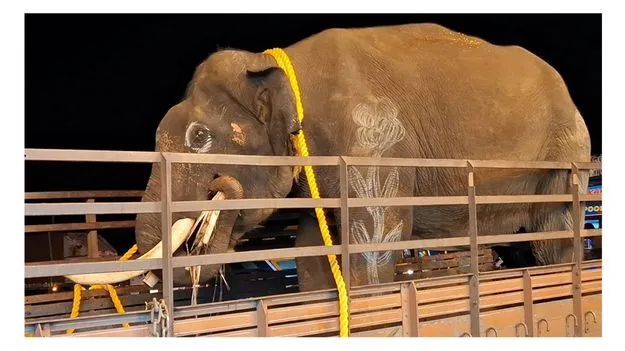 పలమనేరు చేరుకున్న కుంకీలు 