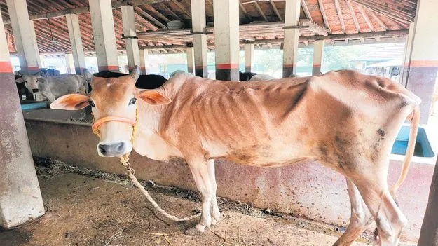 గో..వ్యథ!