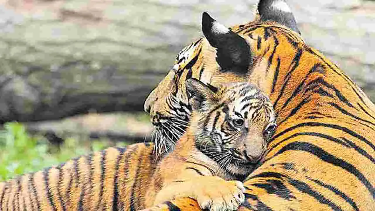 Asifabad: వేటగాళ్ల ఉచ్చుకు పెద్దపులి బలి