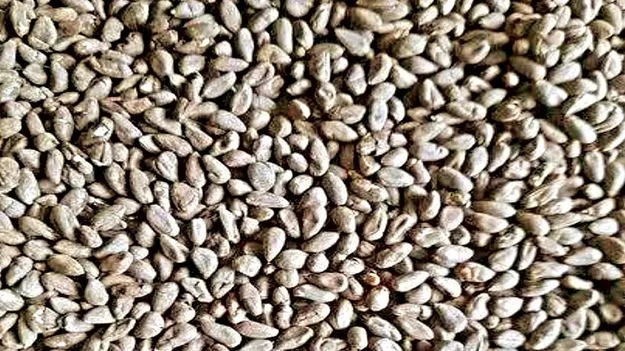 హెచ్‌టీ బీటీ విత్తనాలపై అప్రమత్తం