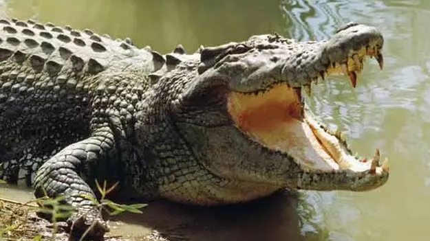 Crocodile Attack: రైతును నీళ్లలోకి లాక్కెళ్లిన మొసలి  