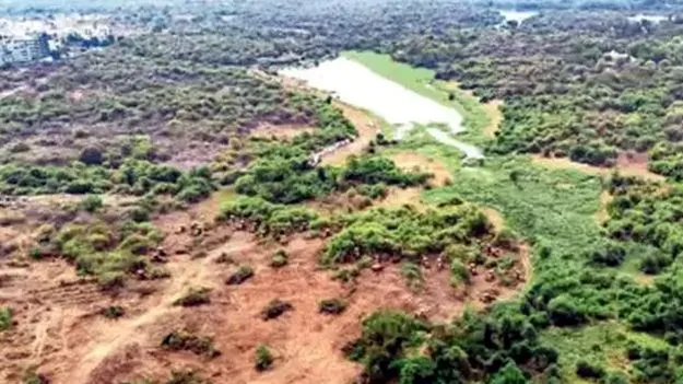 Gachibowli: అటవీ ప్రాంతంగా కంచ గచ్చిబౌలి భూములు