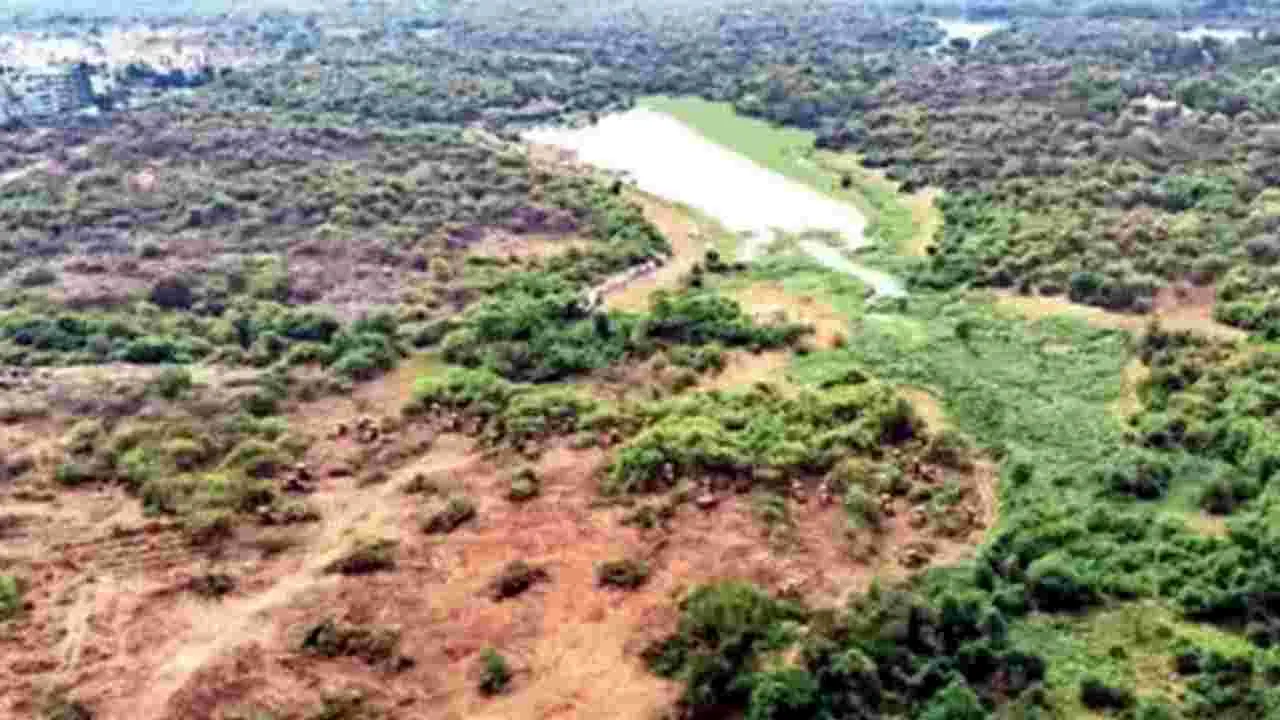 Gachibowli: అటవీ ప్రాంతంగా కంచ గచ్చిబౌలి భూములు