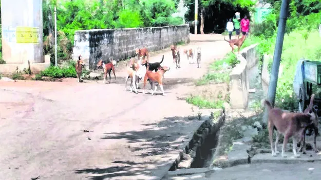 Stray dog వీధికుక్కల బెడద 