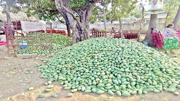 మామి‘డీలా’..