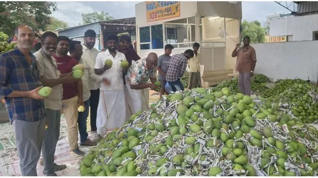 ఊపందుకున్న మామిడి వ్యాపారం