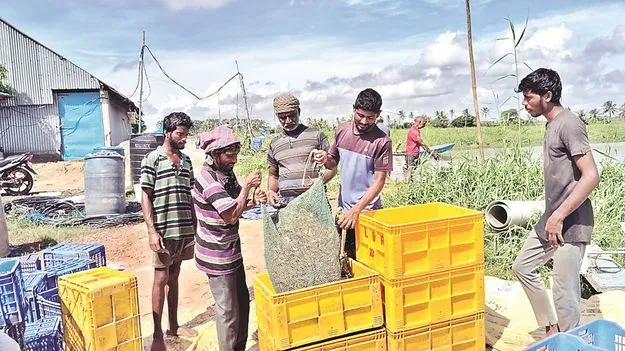 రొయ్యకు చేటు కాలం !