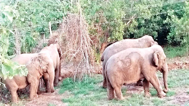    నేరడిలో ఏనుగులు