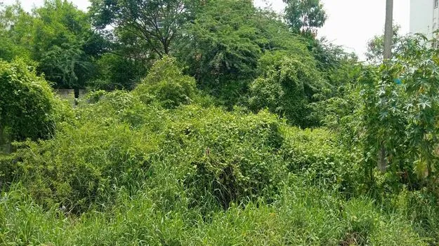 దోమలకు ఆవాసాలుగా ఖాళీ స్థలాలు