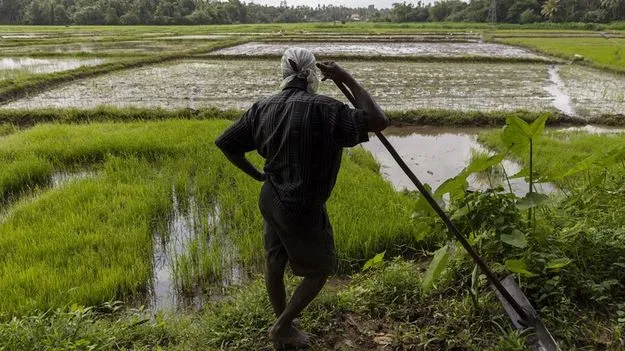 MSP Hike: వరికి తక్కువ ఇతర పంటలకు ఎక్కువ!