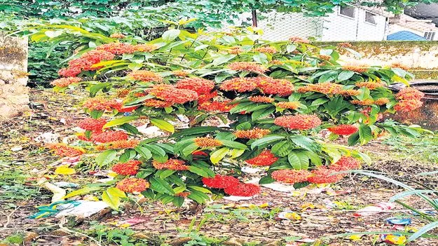 ఆకట్టుకుంటున్న చైనీస్‌ ఇక్సోరా పుష్పాలు 