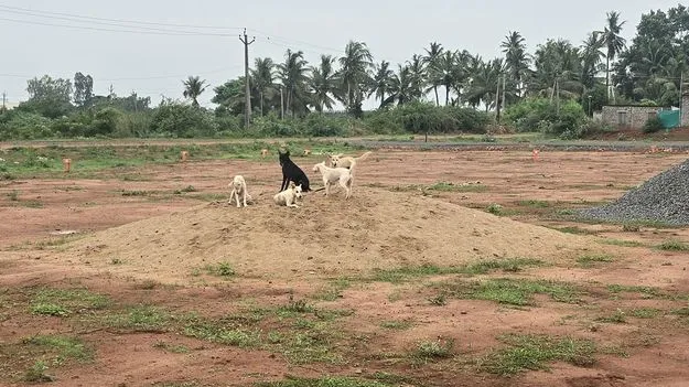 కుక్కలపై తుపాకీ కాల్పులు