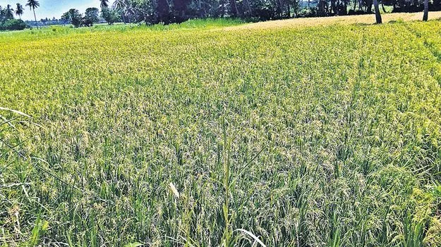 వరి రైతుకు దక్కని మద్దతు