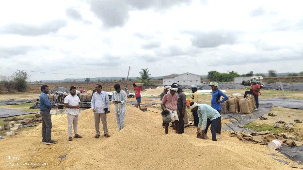 తడిసిన ధాన్యాన్ని కొనుగోలు చేస్తాం