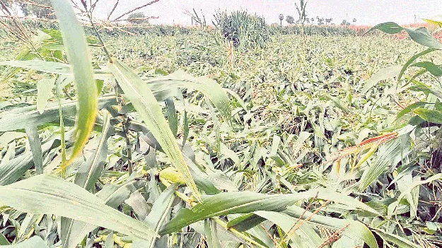 నేలవాలిన మొక్కజొన్న