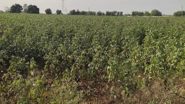 పత్తి సాగుపై రైతుల అనాసక్తి