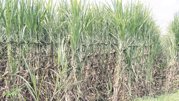 చెరకు రైతుకు దక్కని ఊరట